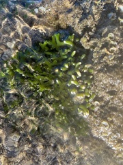 Codium edule