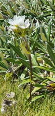 Gentianella bellidifolia
