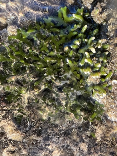 Codium edule