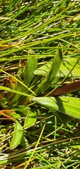 Gentianella bellidifolia
