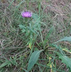 Cirsium ciliatum