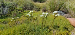 Gentianella bellidifolia
