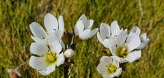 Gentianella bellidifolia