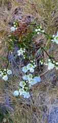 Gentianella bellidifolia