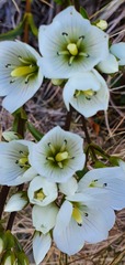 Gentianella bellidifolia
