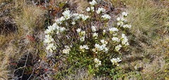 Gentianella bellidifolia