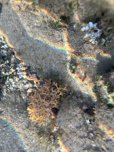 Galaxaura rugosa observed 2022-01-28