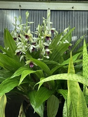 Phaius