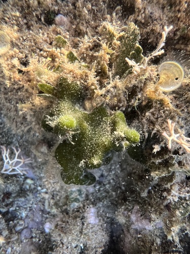 Codium arabicum observed 2022-01-28