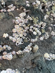 Nesochthamalus intertextus