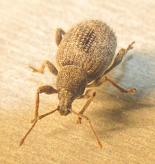 Curculionidae