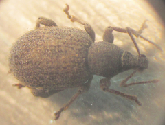 Curculionidae