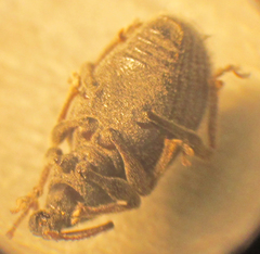 Curculionidae