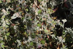 Chenopodium desertorum microphyllum