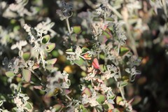 Chenopodium desertorum microphyllum