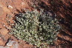 Chenopodium desertorum microphyllum