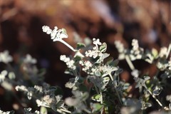 Chenopodium desertorum microphyllum