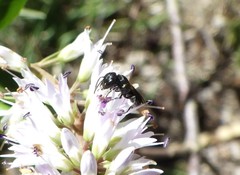 Hylaeus capitosus