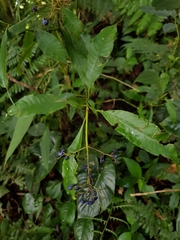 Palicourea torresiana