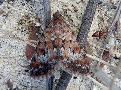 Dichromodes disputata