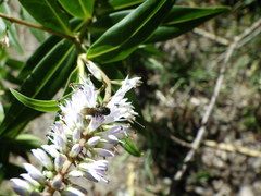 Hylaeus capitosus