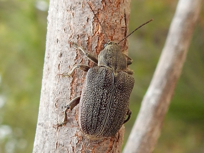 Carpophagus
