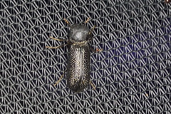 Bostrychopsis jesuita