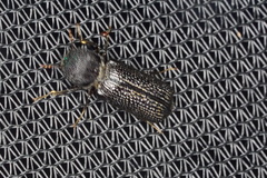 Bostrychopsis jesuita