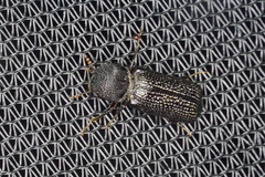 Bostrychopsis jesuita