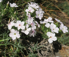 Phlox austromontana