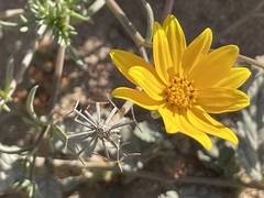 Bidens cabopulmensis