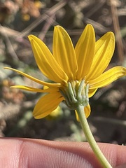 Bidens cabopulmensis
