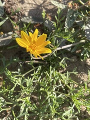 Bidens cabopulmensis