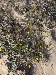 Bidens cabopulmensis