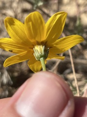 Bidens cabopulmensis