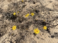 Bidens cabopulmensis