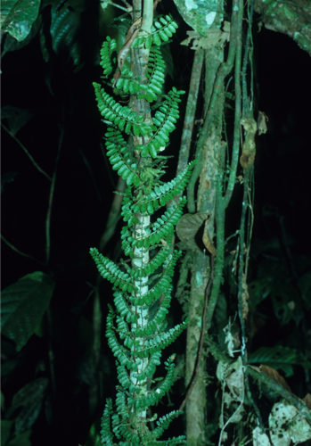 Teratophyllum aculeatum
