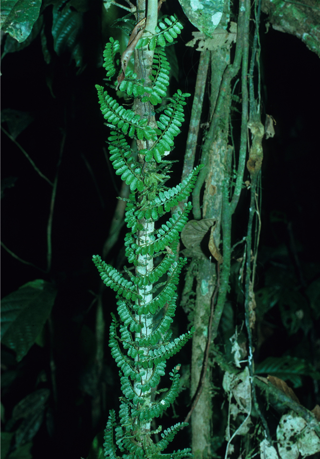 Teratophyllum aculeatum