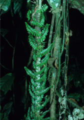 Teratophyllum aculeatum aculeatum