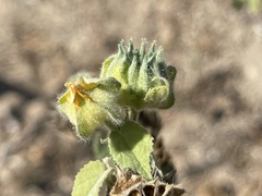 Abutilon californicum