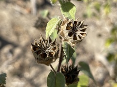 Abutilon californicum