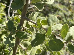 Pisonia calafia
