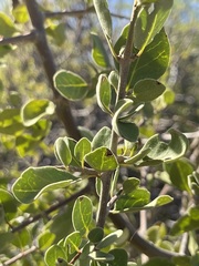 Pisonia calafia