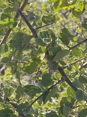 Pisonia calafia