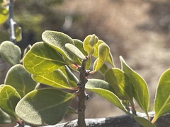 Pisonia calafia