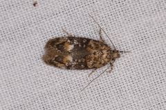 Eulechria callidesma