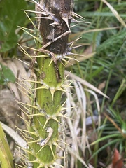 Calamus moti