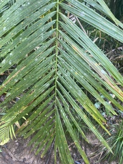 Calamus moti