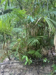 Calamus moti