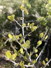Pisonia calafia